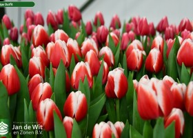 Tulipa Outfit ® (3)